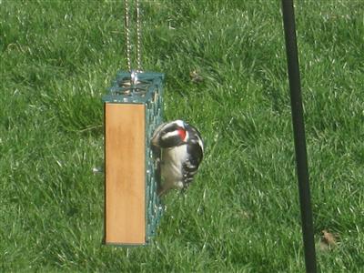  DOWNY WOODPECKER 